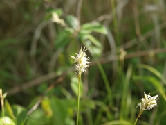 Carex brizoides