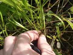 Carex brizoides