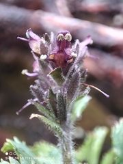 Neopicrorhiza scrophulariiflora