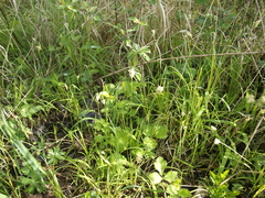 Carex brizoides