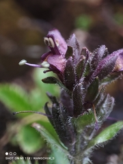 Neopicrorhiza scrophulariiflora