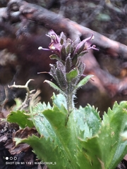Neopicrorhiza scrophulariiflora