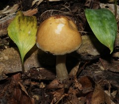Agrocybe acericola
