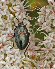 Largus cinctus