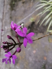 Epidendrum jamiesonis