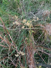 Achyrocline saturejoides