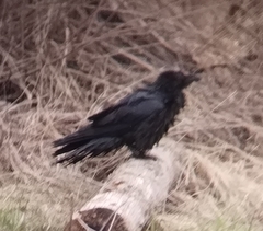 Corvus corax