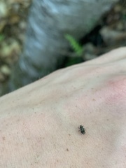 Acoptus suturalis