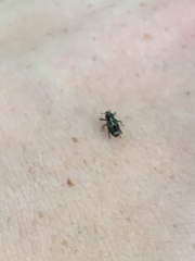 Acoptus suturalis
