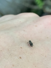 Acoptus suturalis