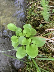 Parnassia glauca