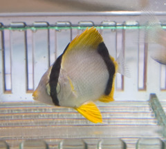 Chaetodon ocellatus