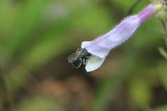 Osmia distincta