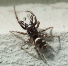 Salticus scenicus