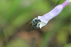 Osmia distincta