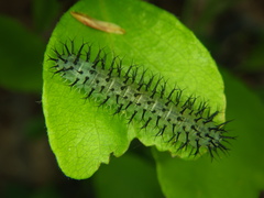 Periclista pubescens