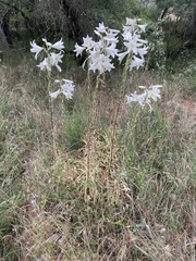 Lilium candidum