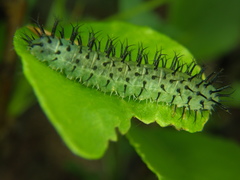 Periclista pubescens