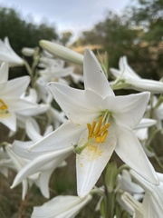 Lilium candidum