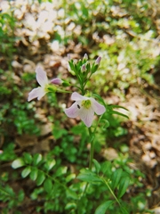 Cardamine dentata
