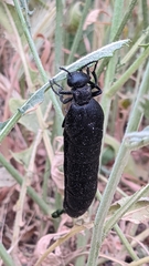 Berberomeloe tenebrosus