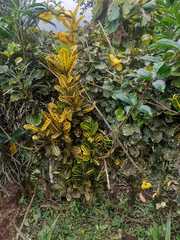 Codiaeum variegatum