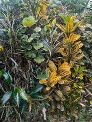 Codiaeum variegatum