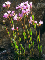 Arabis oregana