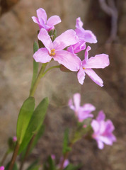 Arabis oregana