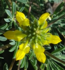 Lupinus densiflorus