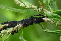 Aphis rumicis
