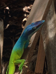 Anolis allisoni