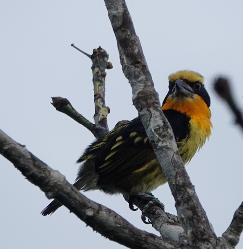 Gilded Barbet