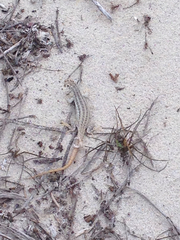 Leiocephalus raviceps