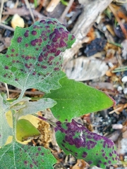 Norvellina chenopodii