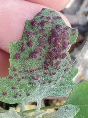 Norvellina chenopodii