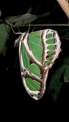 Philaethria wernickei