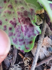 Norvellina chenopodii