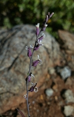 Streptanthus batrachopus