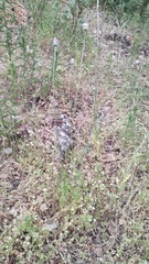 Tyrimnus leucographus