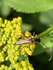 Analeptura