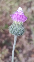 Tyrimnus leucographus