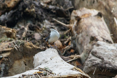 Cinclus cinclus leucogaster