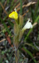 Castilleja rubicundula lithospermoides