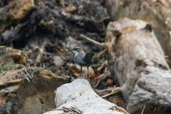 Cinclus cinclus leucogaster