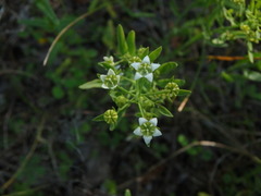 Thesium linophyllon