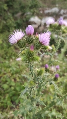 Carduus meonanthus