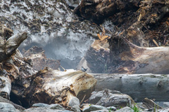 Cinclus cinclus leucogaster