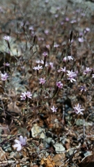 Lessingia micradenia micradenia