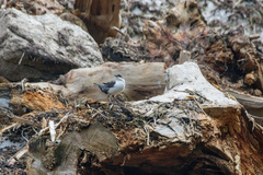 Cinclus cinclus leucogaster